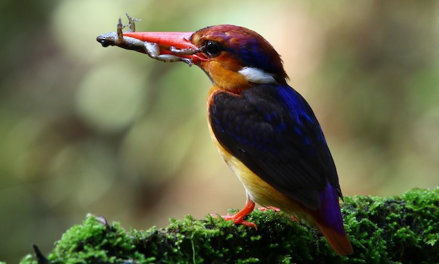 Black Backed Dwarf Kingfisher Ebird