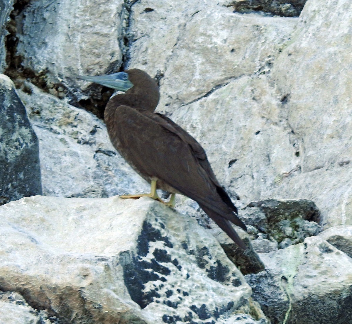 Brown Booby - ML185725561