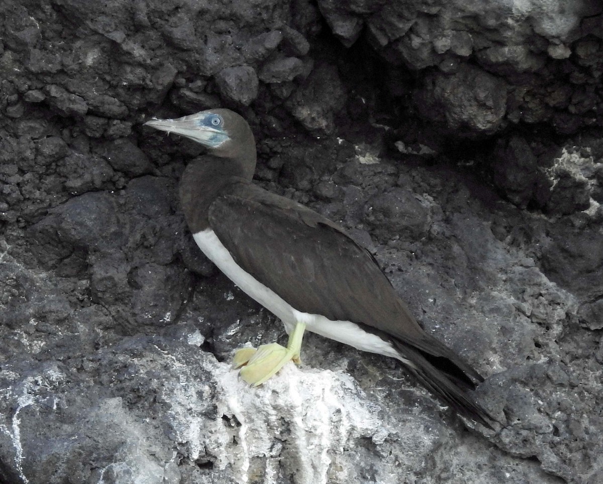 Brown Booby - ML185725791