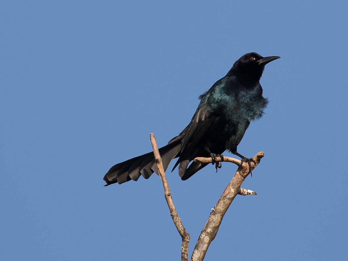 Boat-tailed Grackle - ML185732671