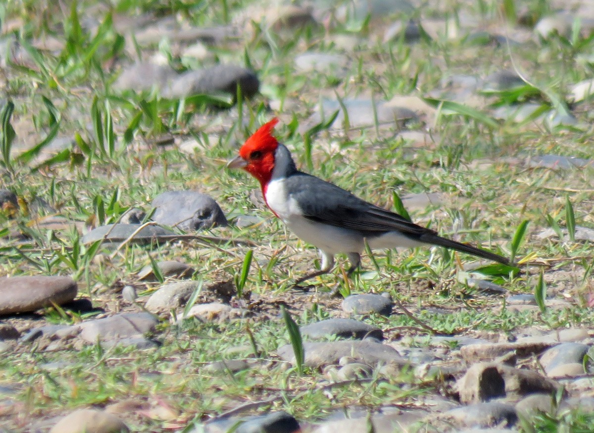 Red-crested Cardinal - ML185734301