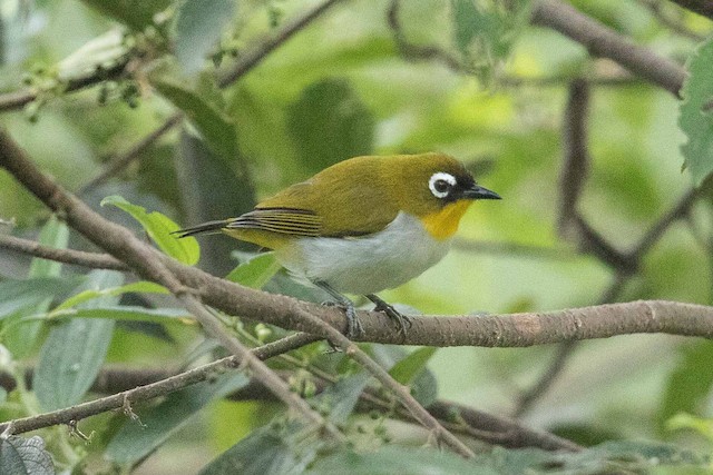 Possible confusion species: New Guinea White-eye (<em class="SciName notranslate">Zosterops novaeguineae</em>). - New Guinea White-eye - 