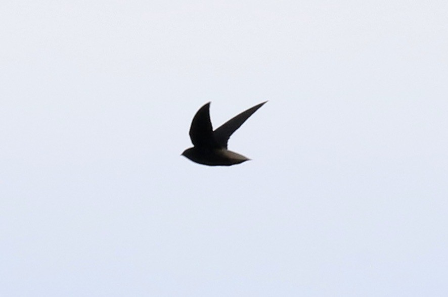 Short-tailed Swift - John Bruin