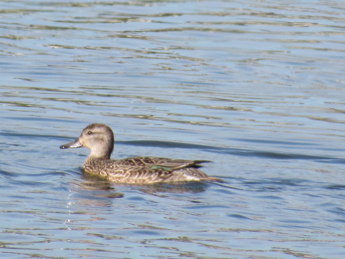 Green-winged Teal - ML185737641