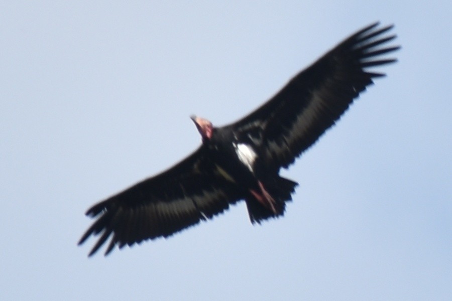 Red-headed Vulture - ML185740441