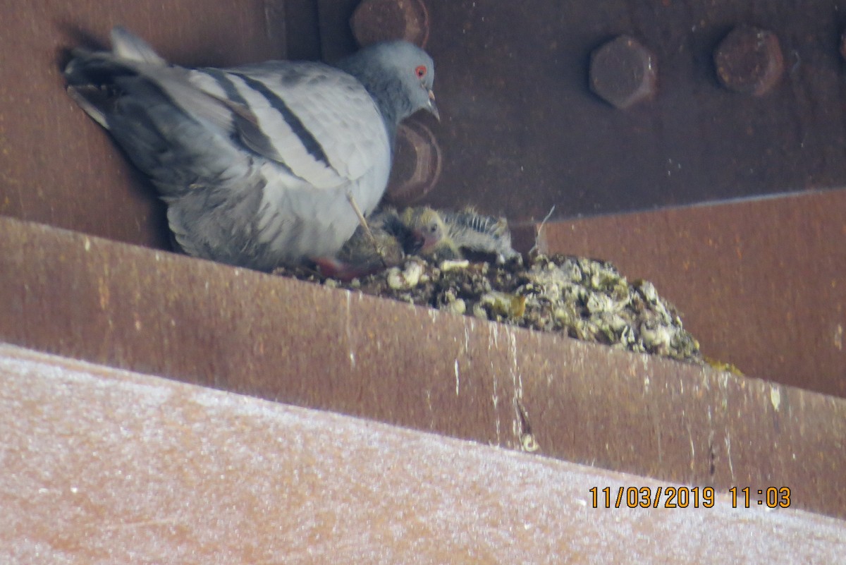 Rock Pigeon (Feral Pigeon) - ML185740521