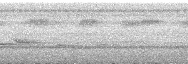 Koca Başlı Motmot [platyrhynchum grubu] - ML185745