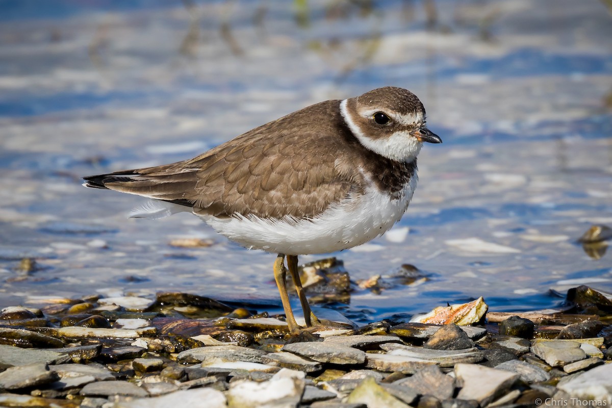 Semipalmated Plover - ML185747951