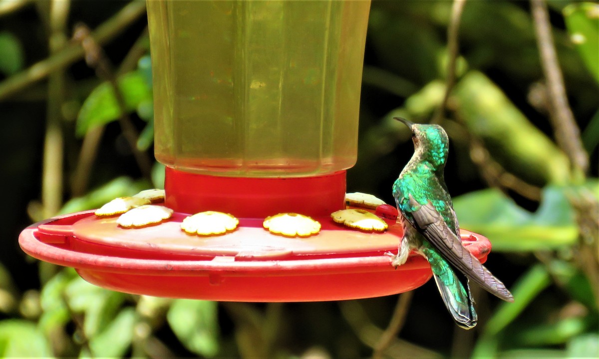 Many-spotted Hummingbird - ML185748471