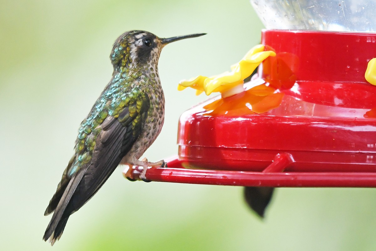 Speckled Hummingbird - ML185749511