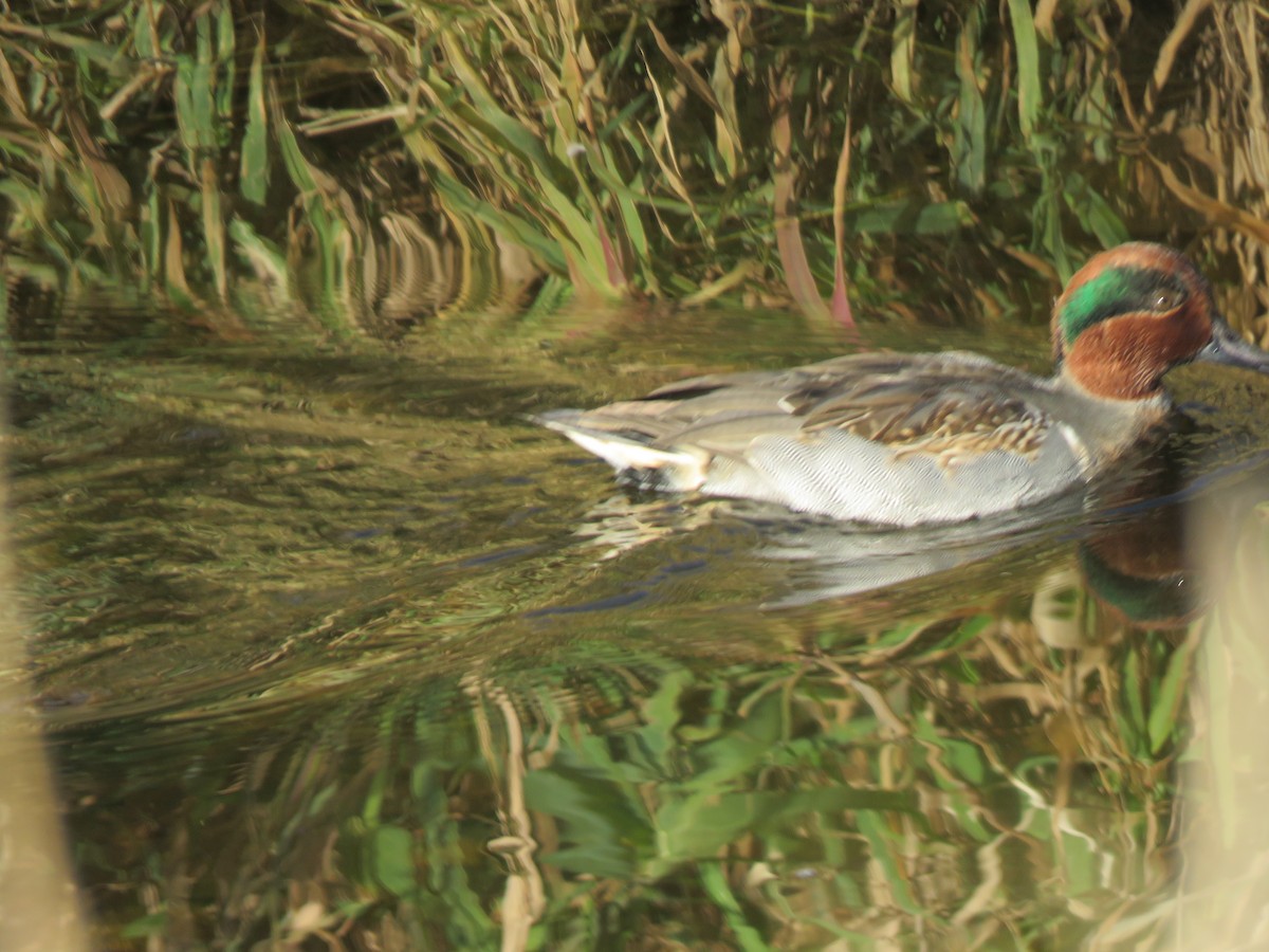 Green-winged Teal - Lawrence Sherman