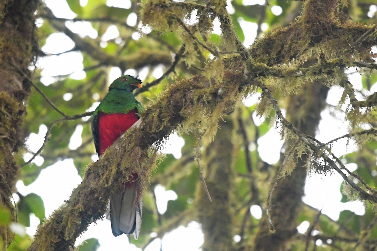 Crested Quetzal - ML185751691