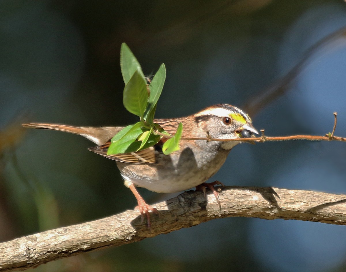 White-throated Sparrow - ML185752351