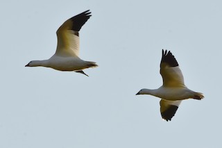 Ross's Goose, ML185753441