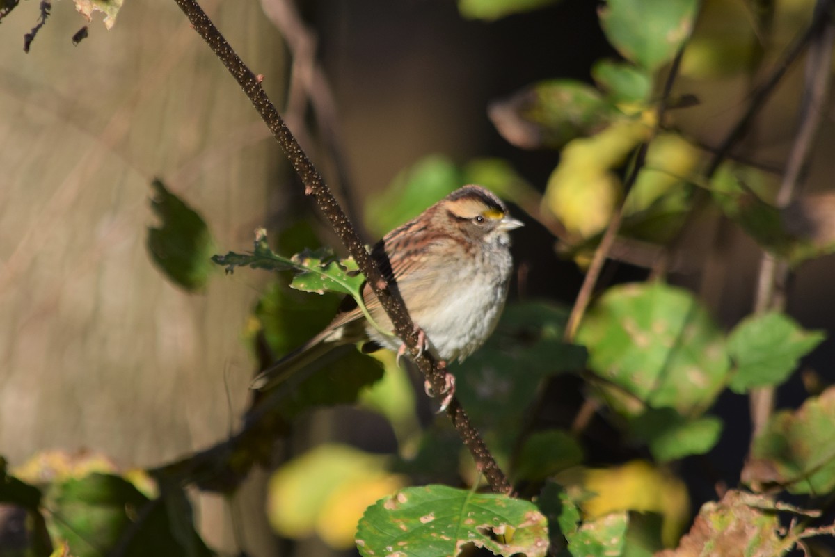 White-throated Sparrow - ML185754821