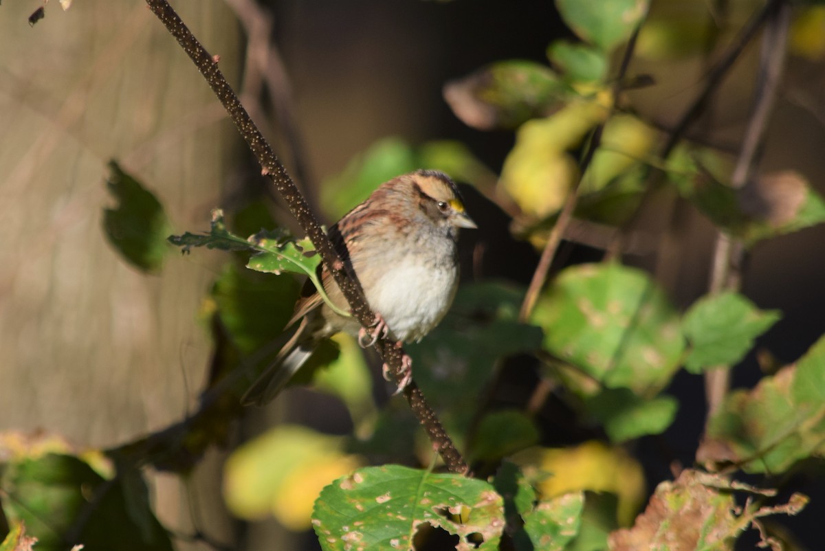 White-throated Sparrow - ML185754891