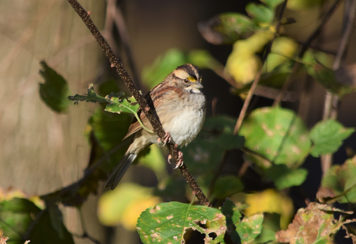 White-throated Sparrow - ML185754931