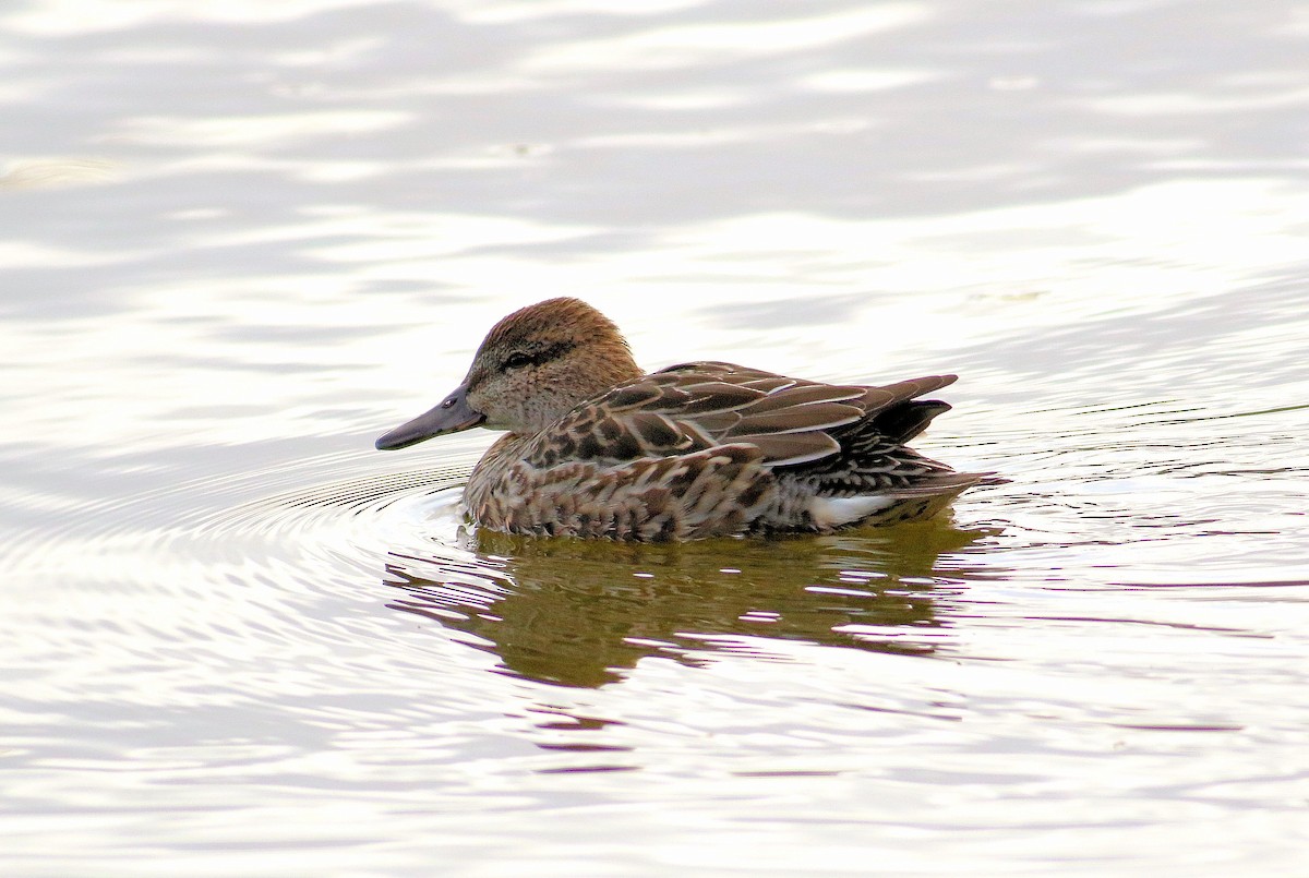 Green-winged Teal - ML185755411