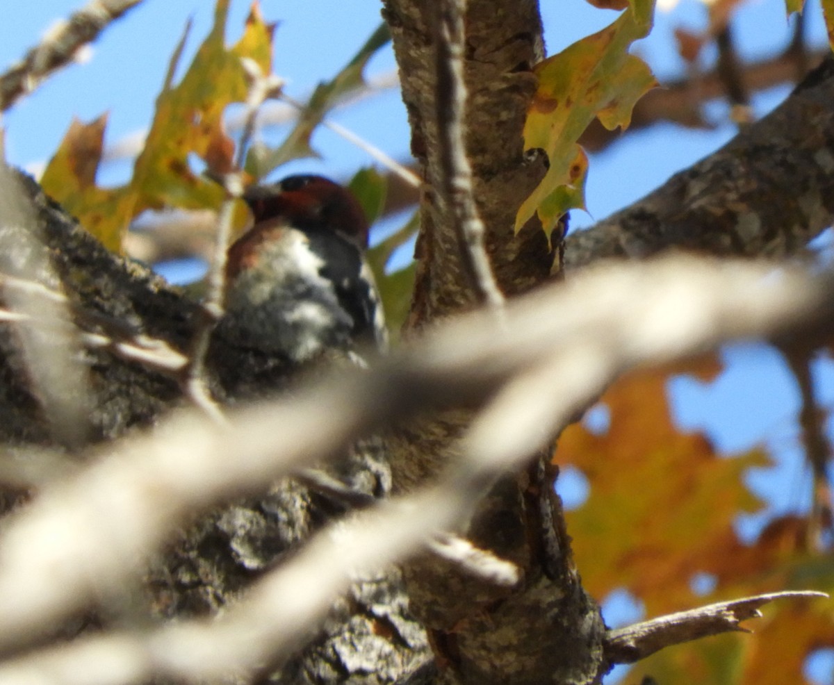 Red-breasted Sapsucker - ML185756061