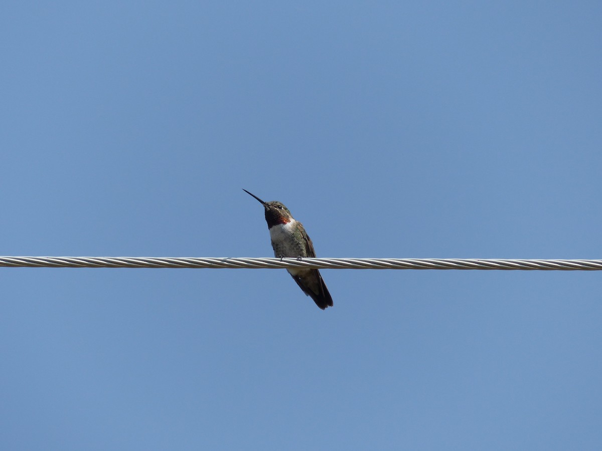 Broad-tailed Hummingbird - Laura Stewart