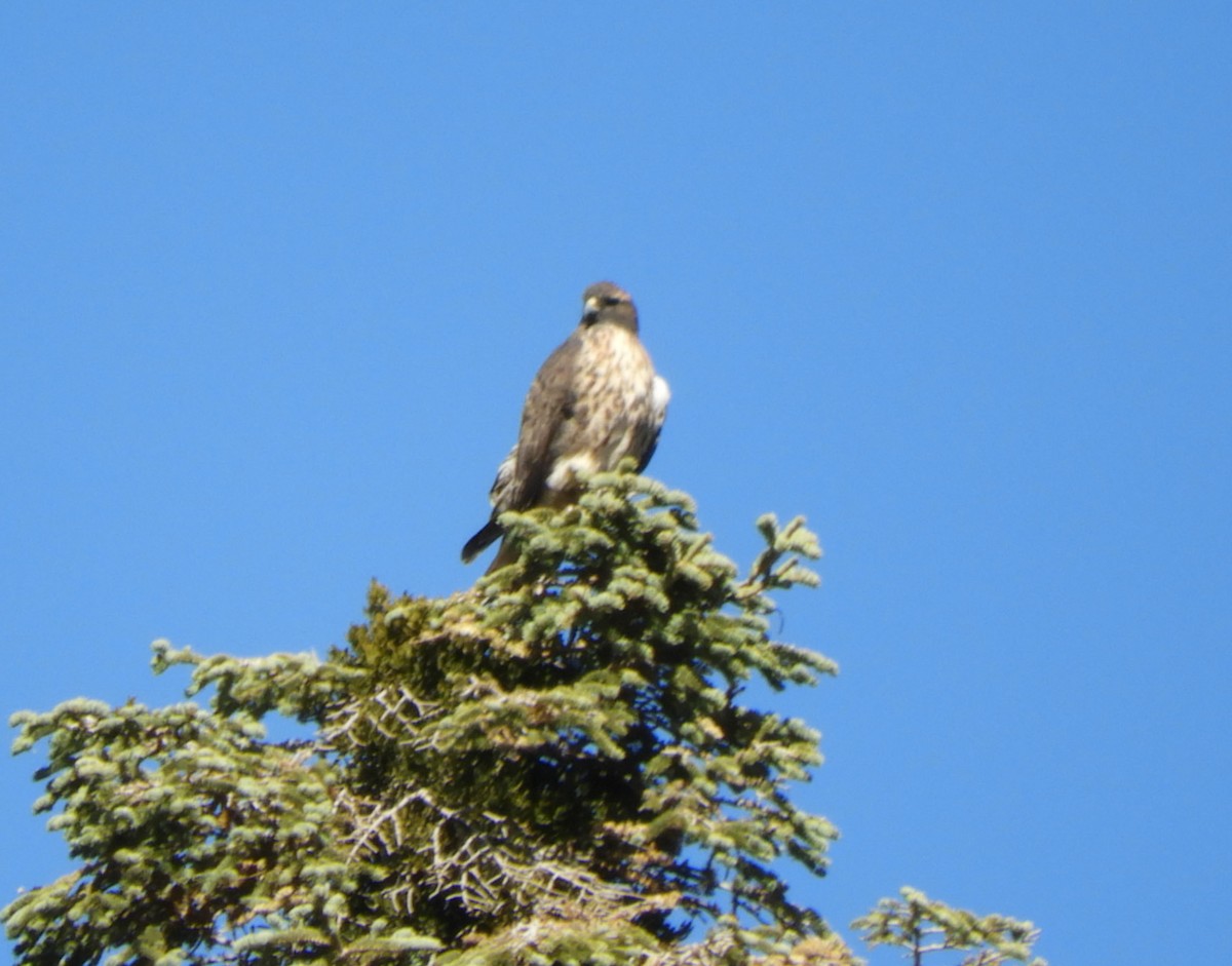 Red-tailed Hawk - ML185756171