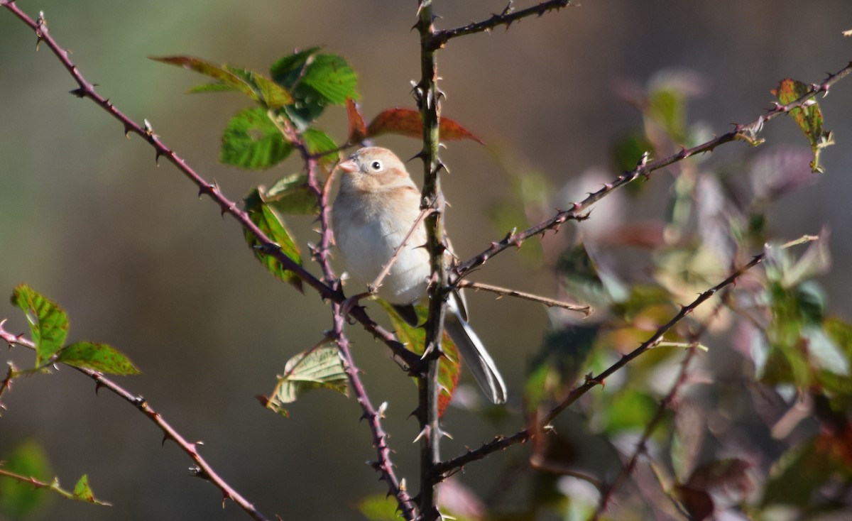 Field Sparrow - ML185757371