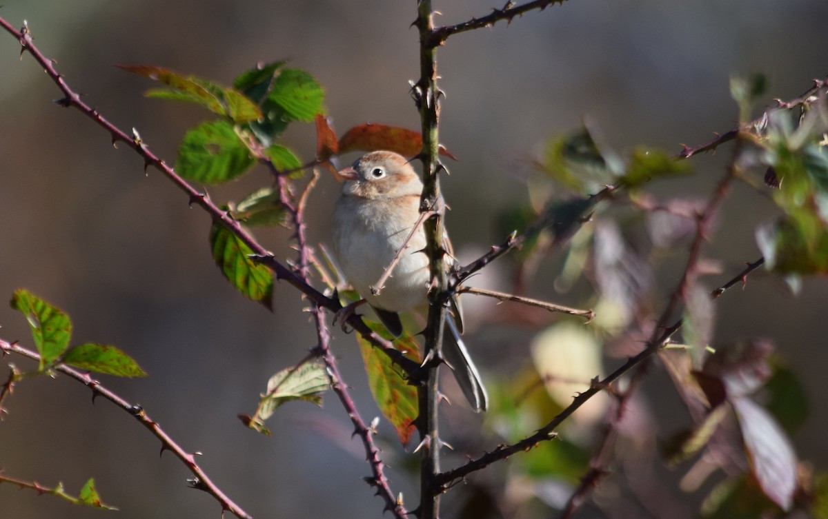 Field Sparrow - ML185757451