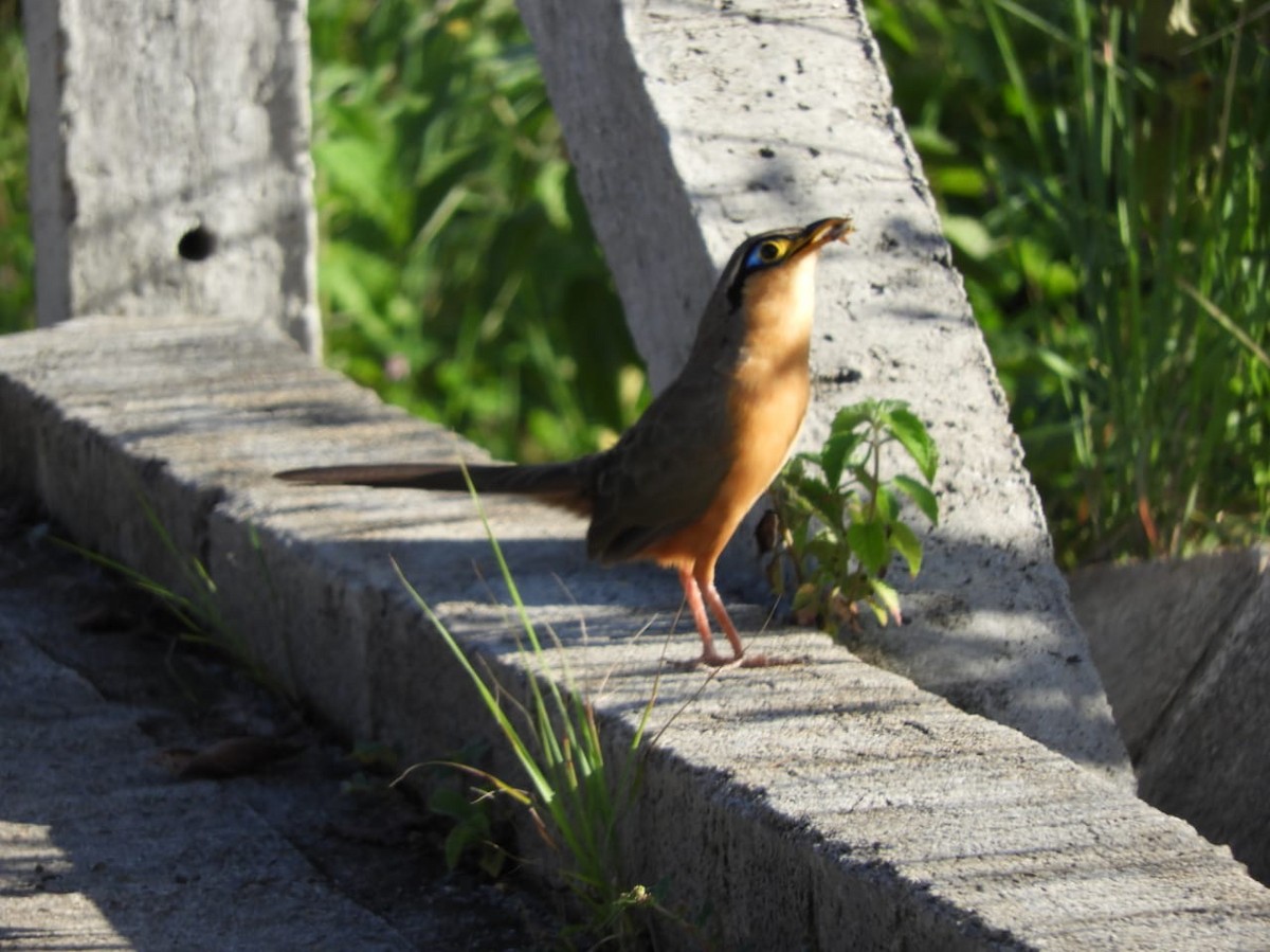 Lesser Ground-Cuckoo - ulises Zúñiga