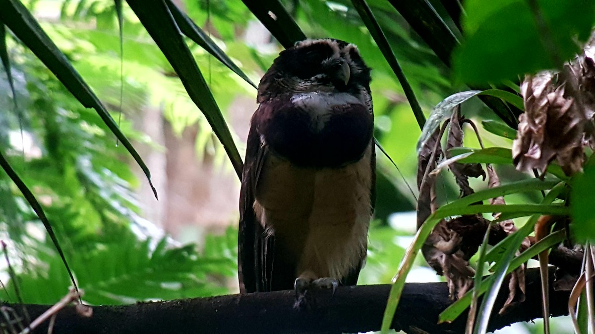 Spectacled Owl - ML185757971