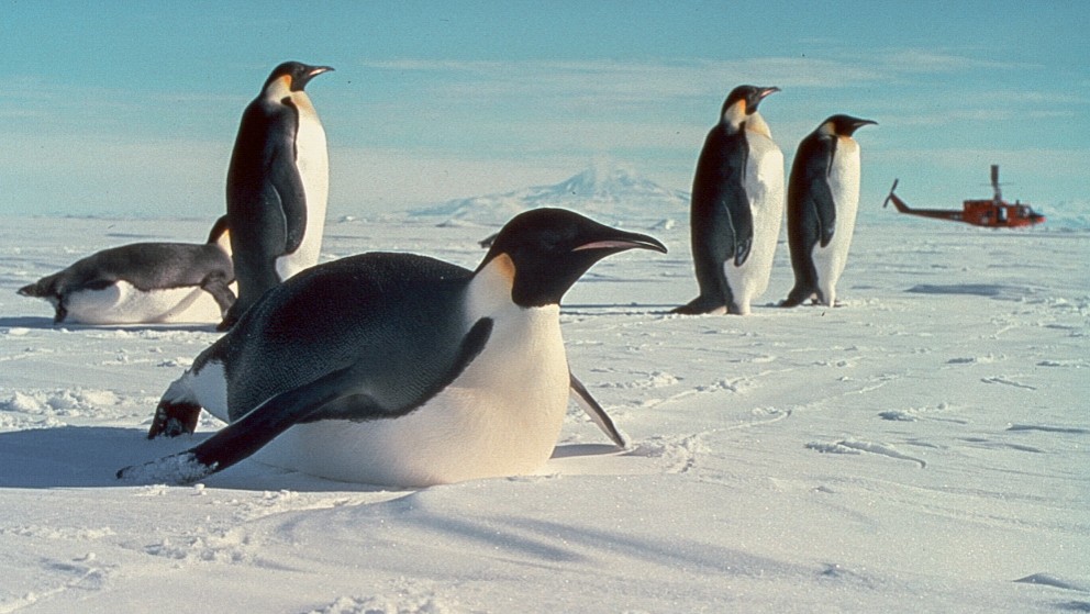 Emperor Penguin - ML185767351