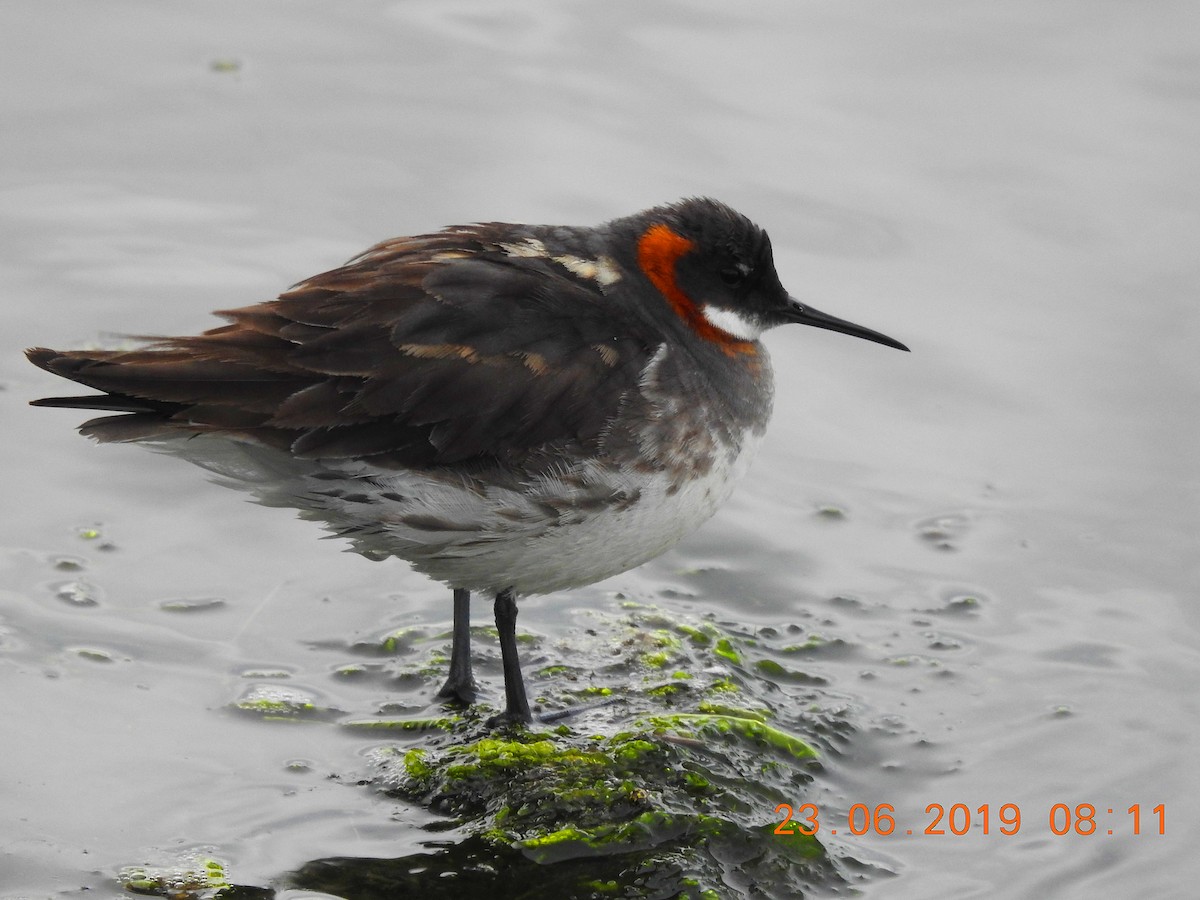Red-necked Phalarope - Brian Carruthers