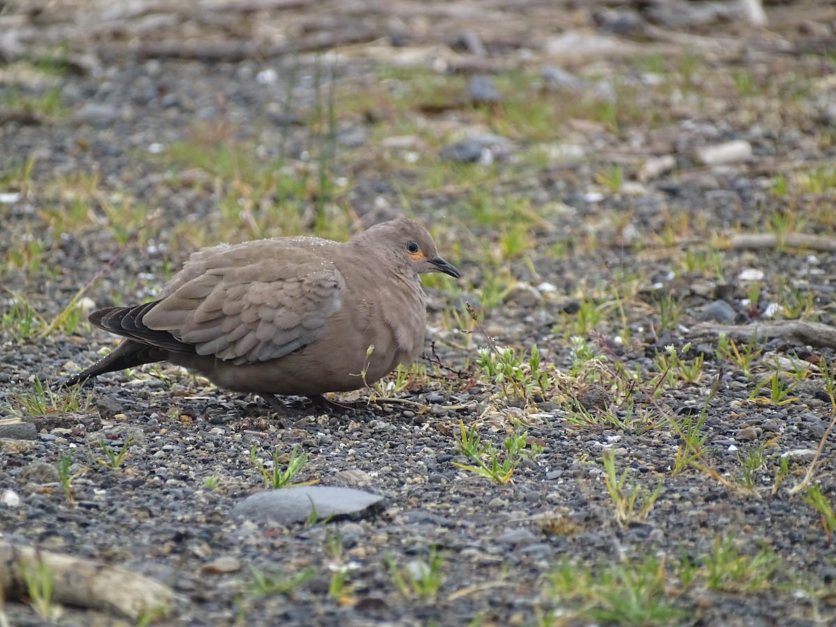 Black-winged Ground Dove - ML185769311
