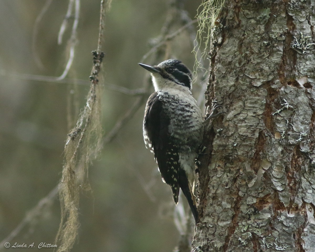 American Three-toed Woodpecker - Linda Chittum