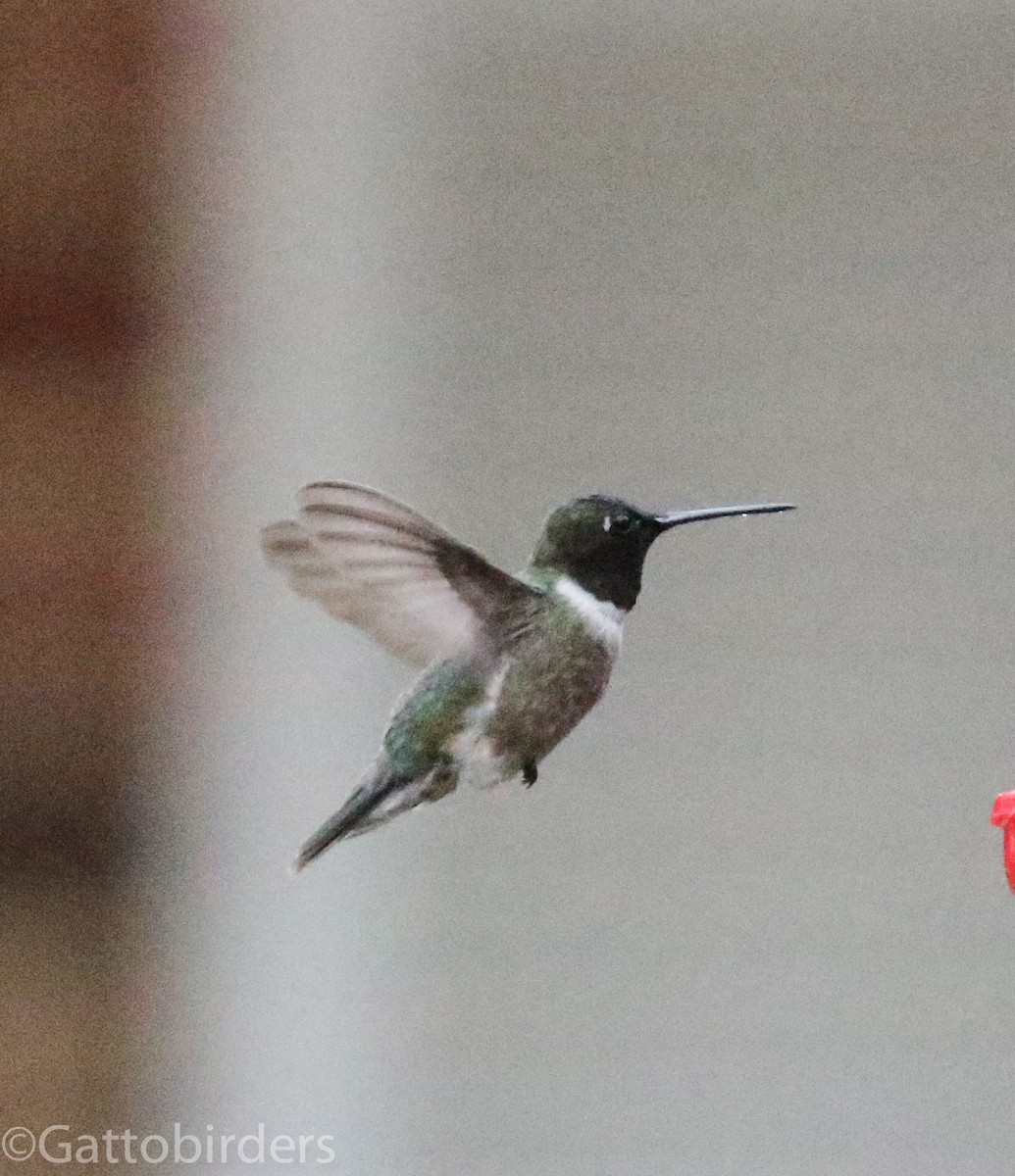 Black-chinned Hummingbird - ML185776011