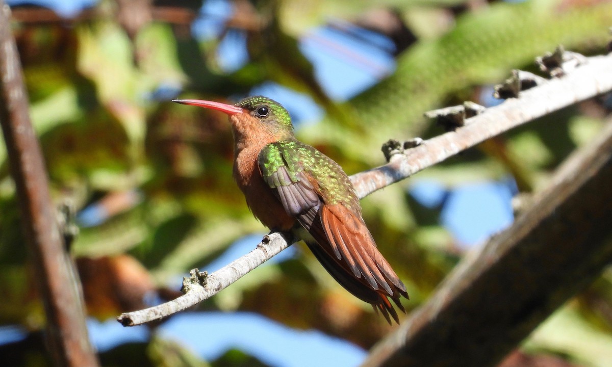 Cinnamon Hummingbird - grete pasch