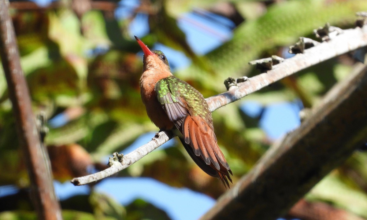 kolibřík ryšavý - ML185776231