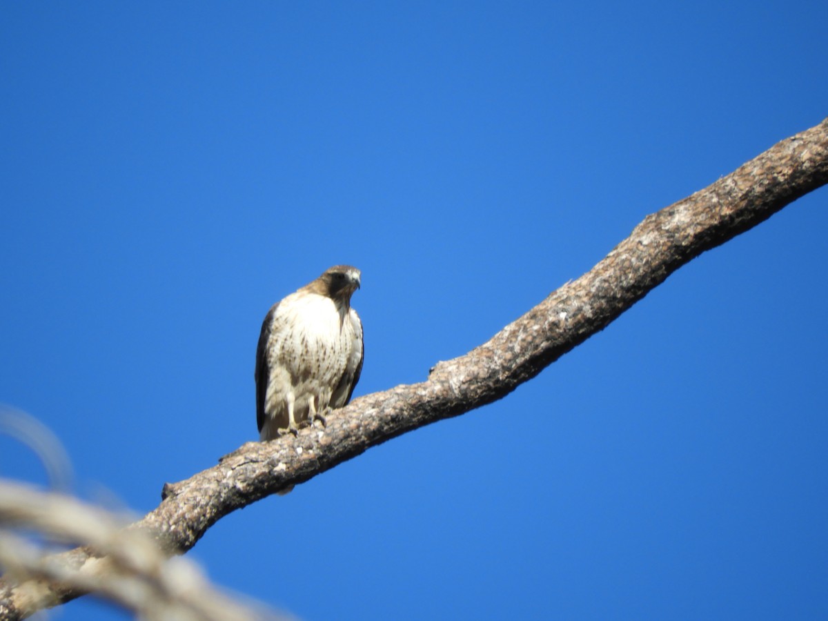 Red-tailed Hawk - ML185778371