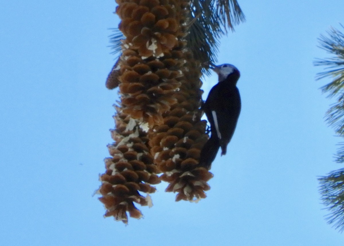 White-headed Woodpecker - ML185778521