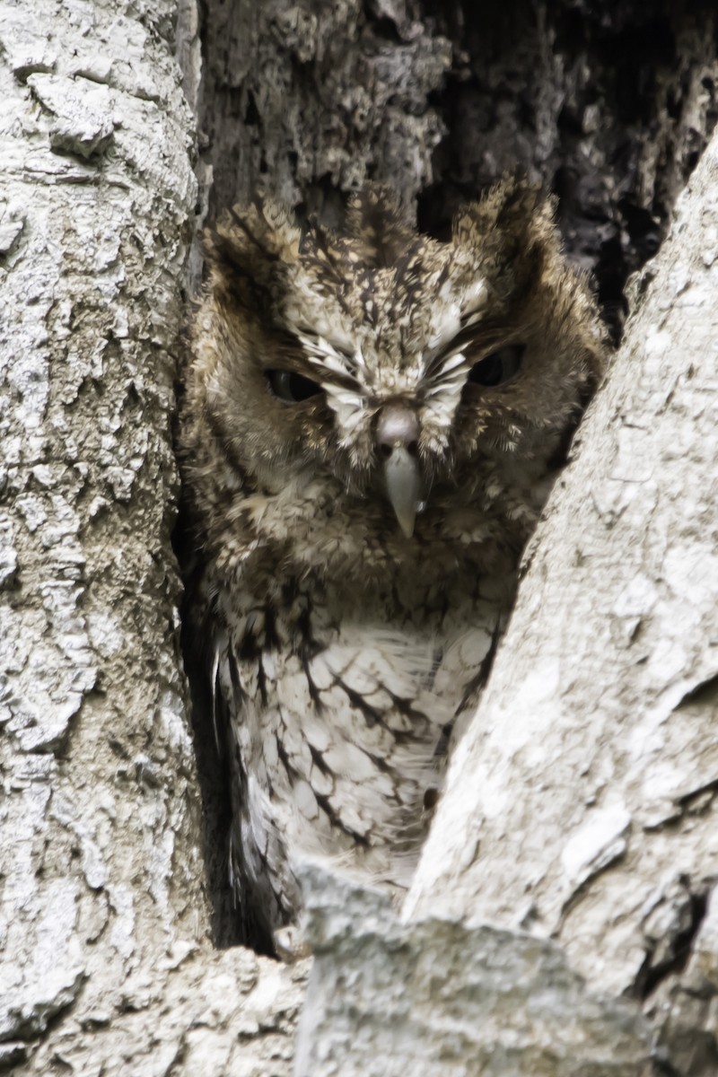 Middle American Screech-Owl - ML185779961