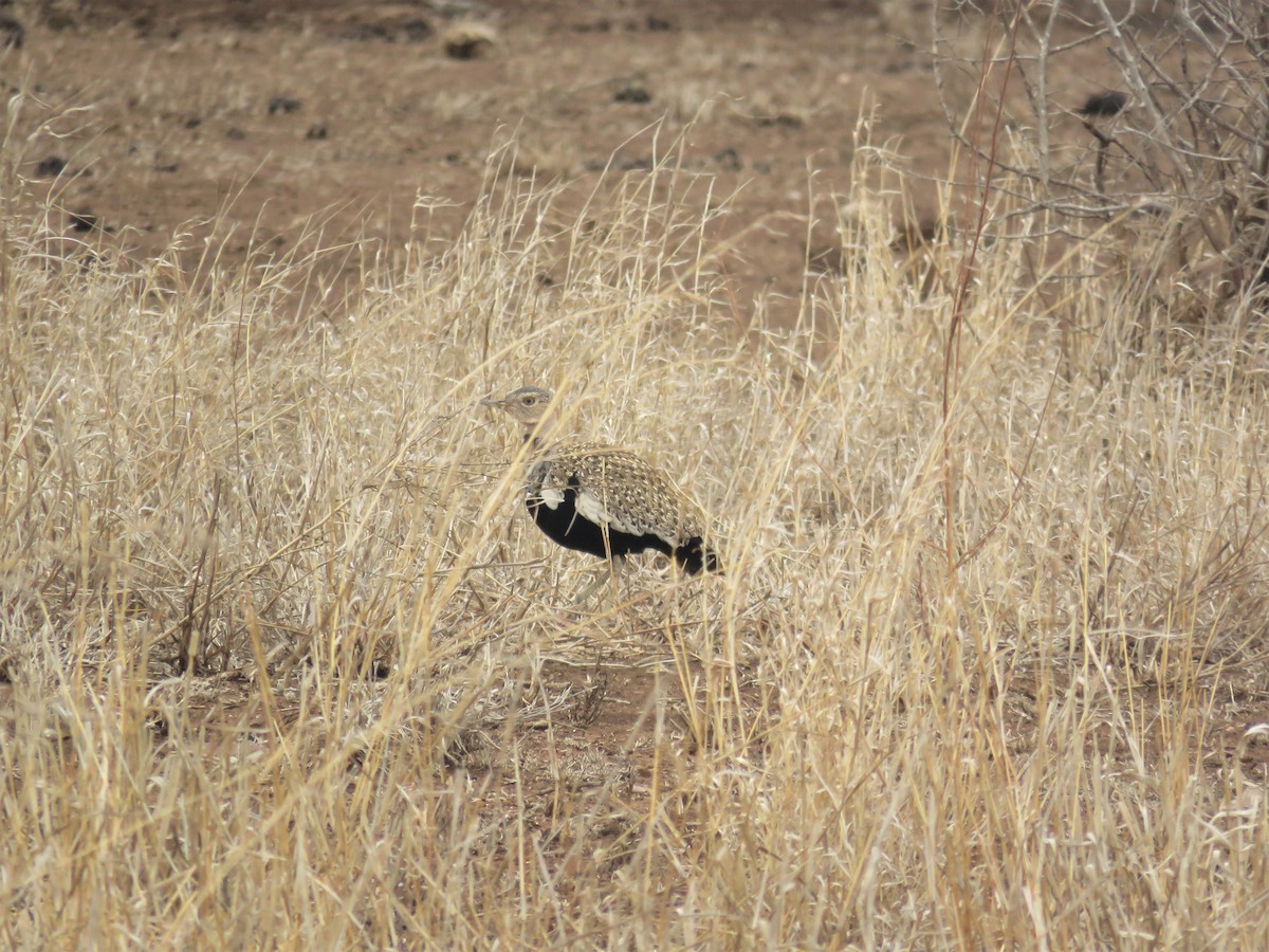 Red-crested Bustard - ML185781211