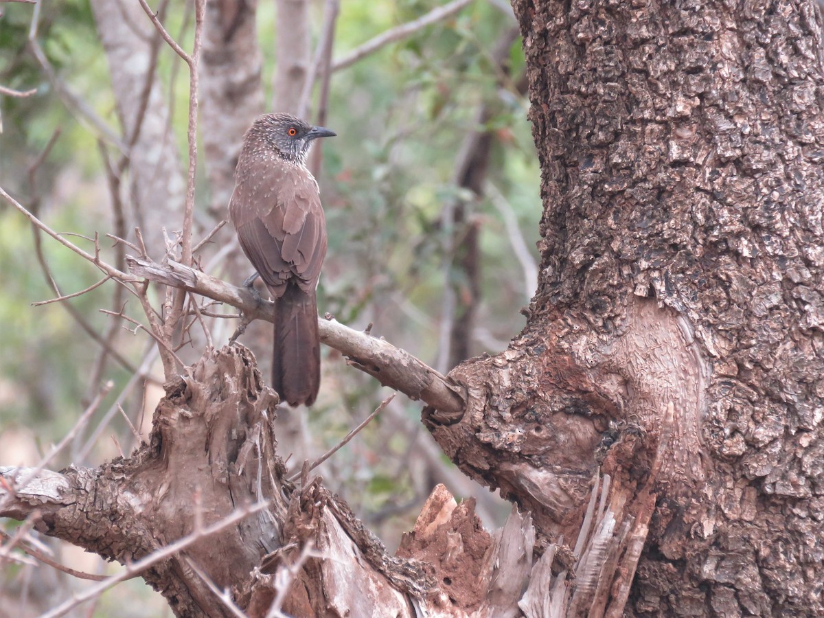 Arrow-marked Babbler - Nicholas Fordyce - Birding Africa
