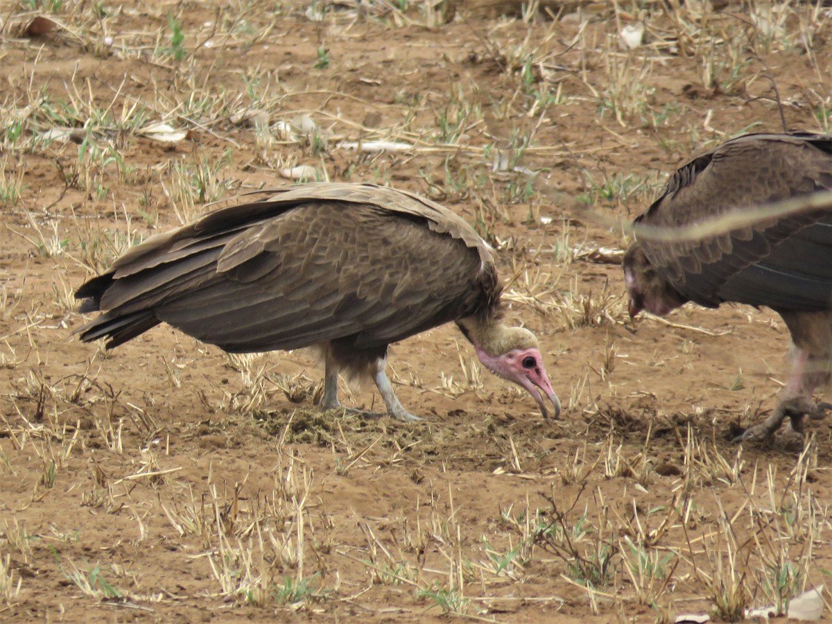 Hooded Vulture - ML185782871