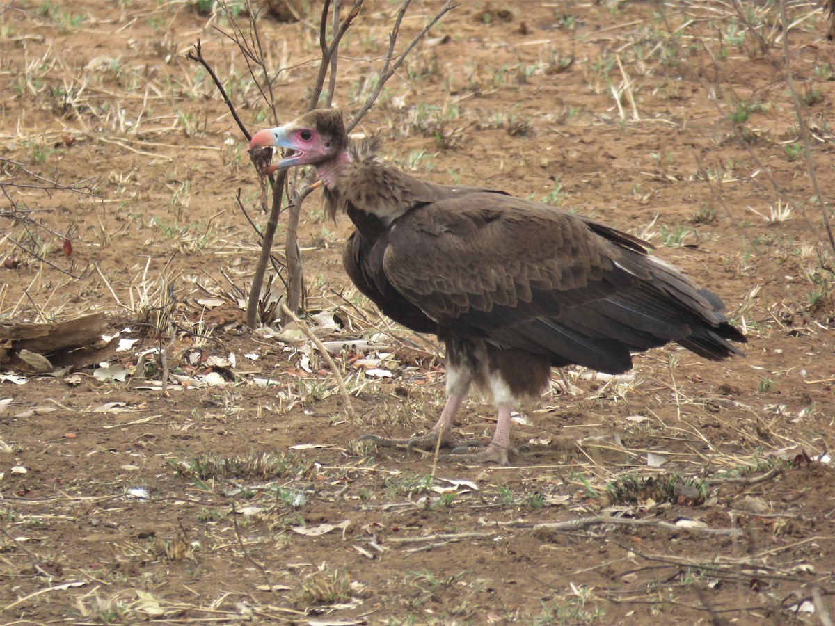 White-headed Vulture - ML185783111