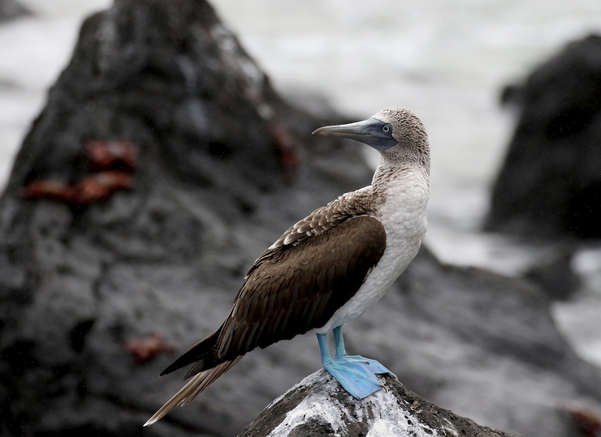 Blue-footed Booby - Jay McGowan