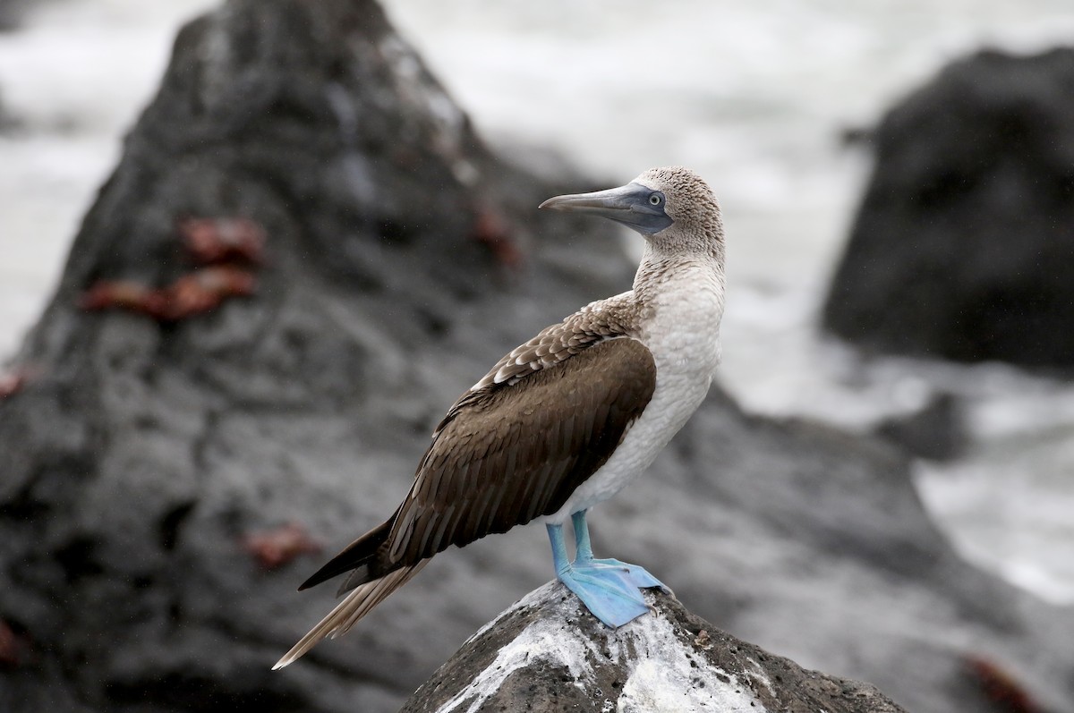 Blue-footed Booby - ML185788021