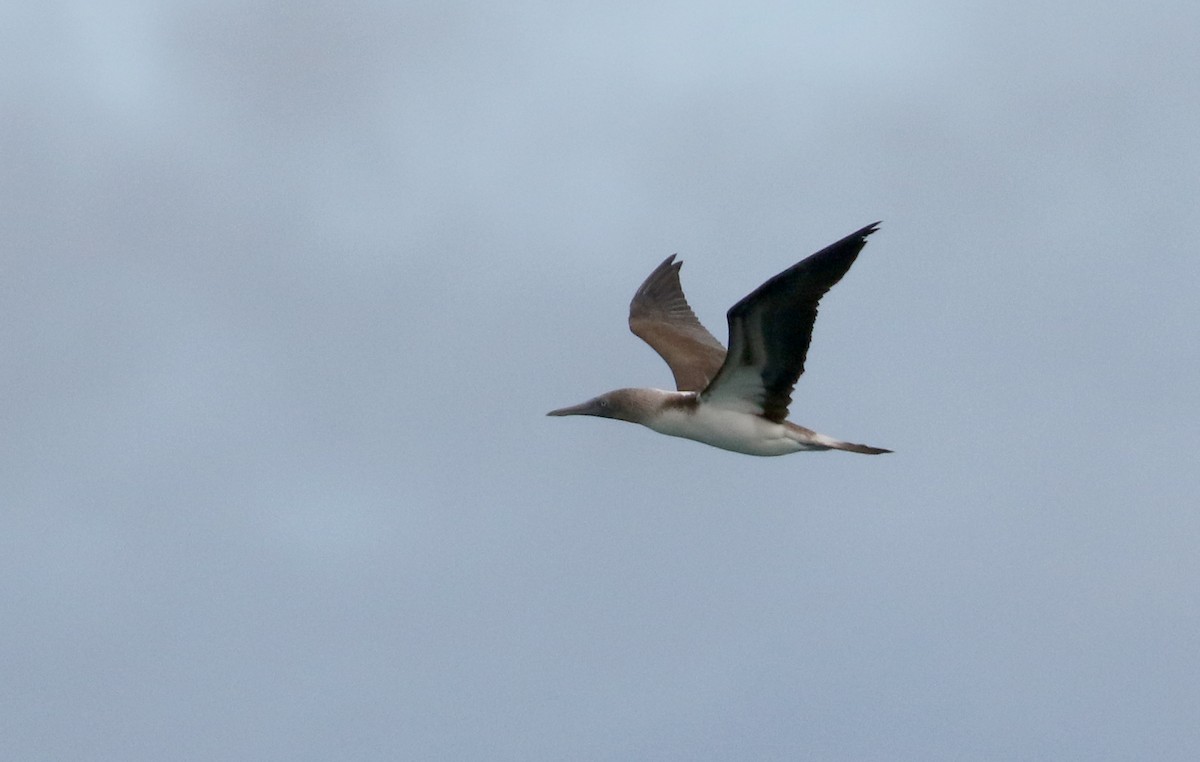 Blue-footed Booby - ML185788091