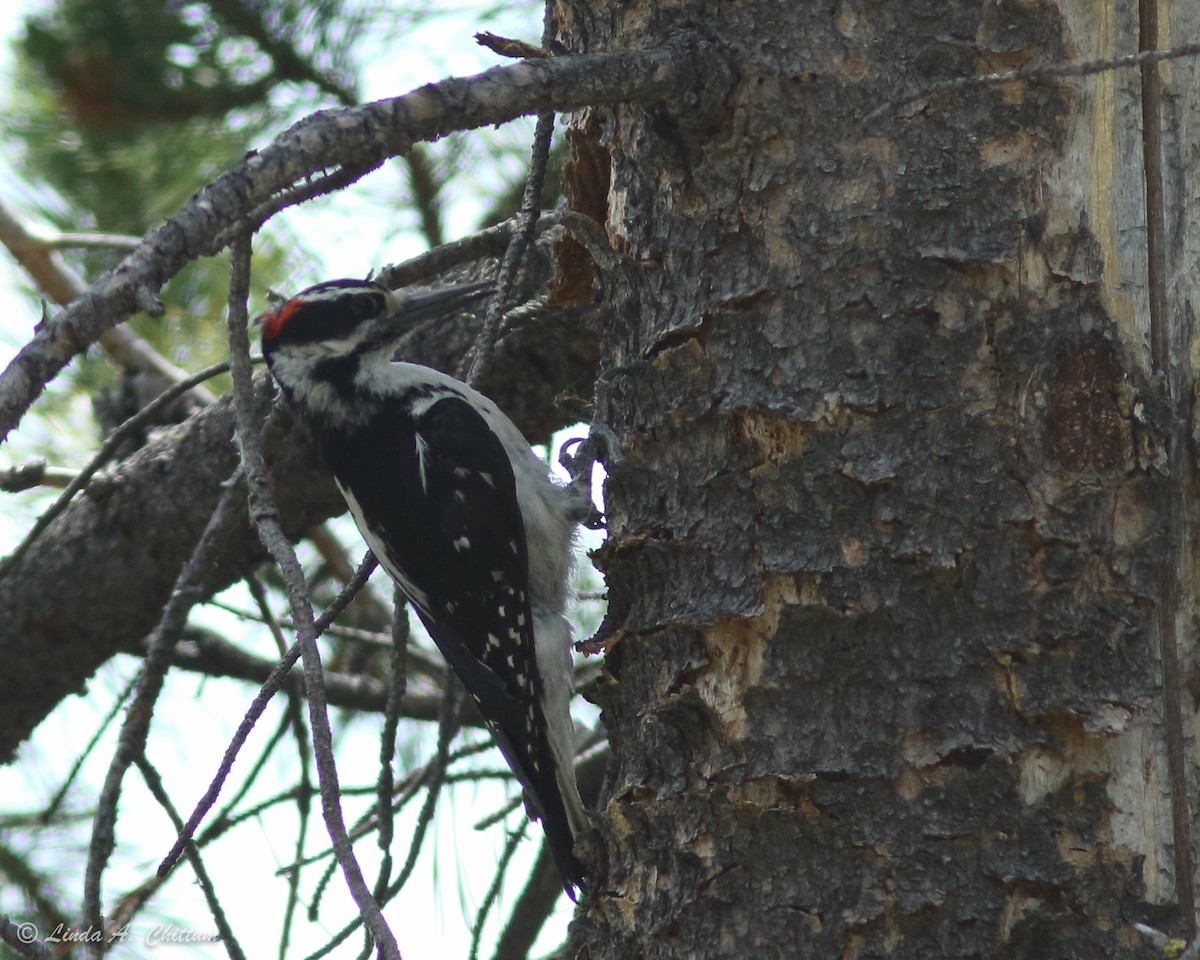 Hairy Woodpecker - Linda Chittum