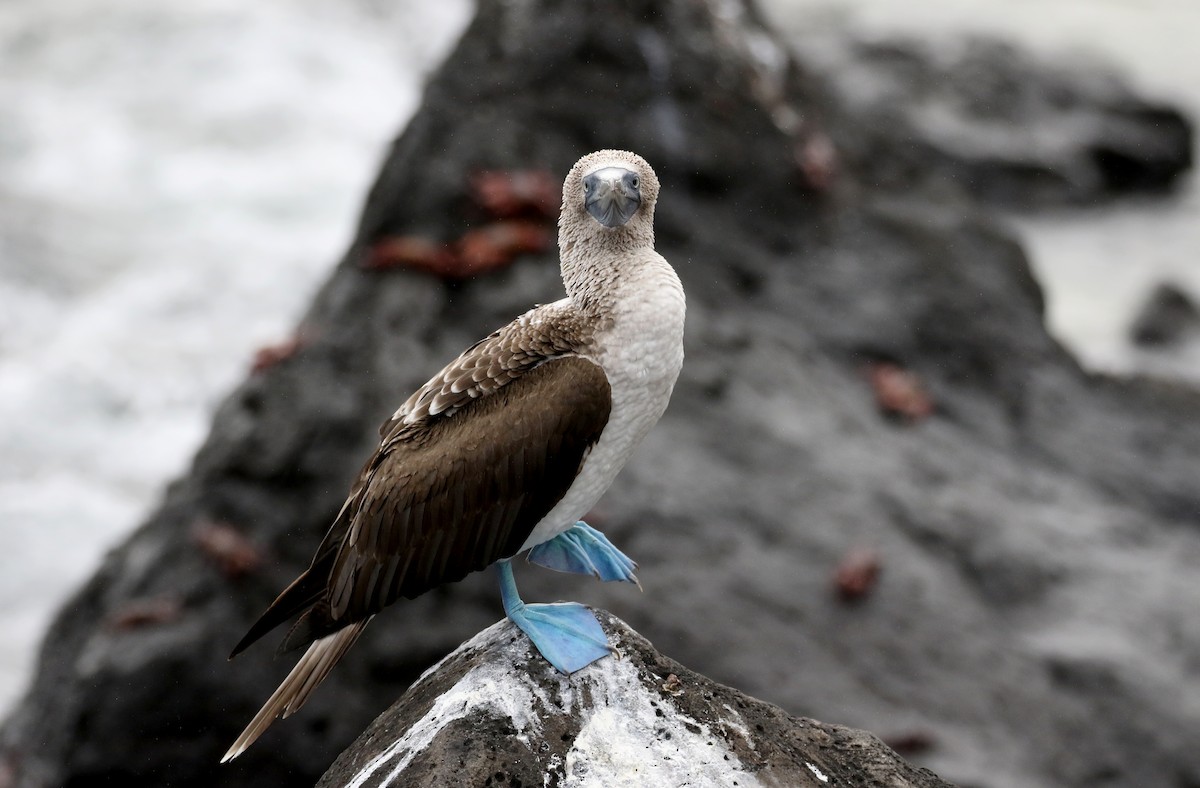 Blue-footed Booby - ML185788141