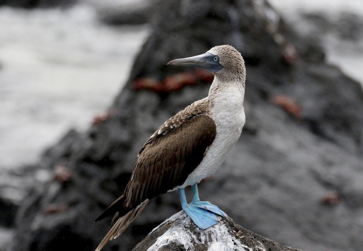 Blue-footed Booby - ML185788161