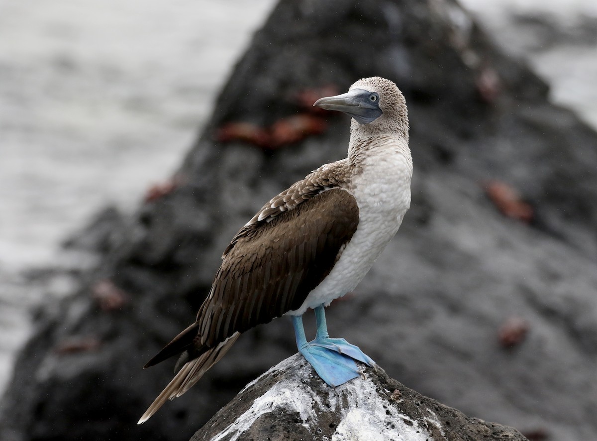 Blue-footed Booby - ML185788191